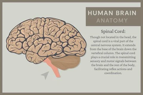 Anatomy of the Human Brain: Structure and Functions. Vector Illustration fo.. Illustrazione stock