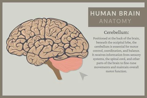 Anatomy of the Human Brain: Structure and Functions. Vector Illustration fo.. Illustrazione stock