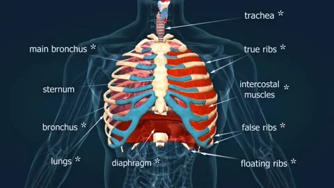 Human Chest Organs Diagram