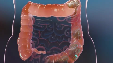Anatomy of the human digestive system, concept of the intestine,  laxative Stock Footage 192049873