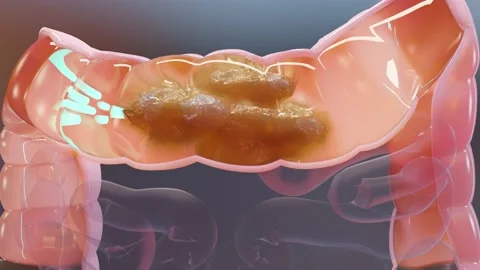 Anatomy of the human digestive system, concept of the intestine,  laxative, Stock Footage 192994481
