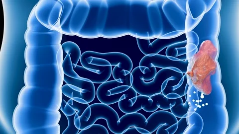 Anatomy of the human digestive system, concept of the intestine function Stock Footage 327873492