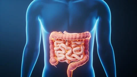Anatomy of human digestive system with glowing intestines and blue body sil.. Stock Footage 332149575
