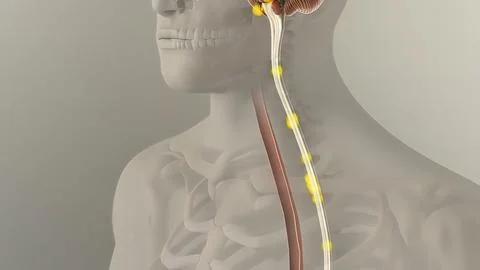 Anatomy of human digestive system guts and stomach Stock Illustration