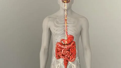 Anatomy of human digestive system guts and stomach Stock Illustration