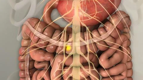 Anatomy of human digestive system guts and stomach Stock Illustration