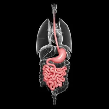 Anatomy of human digestive system Stock Illustration