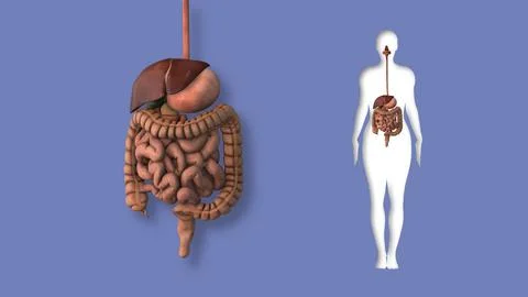 Anatomy of human digestive system Illustration