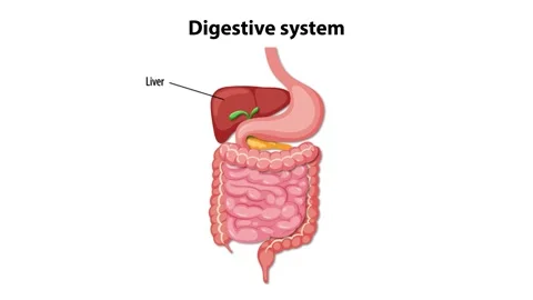 Anatomy of human digestive system with labels appearing on white background. 스톡 동영상 332772097