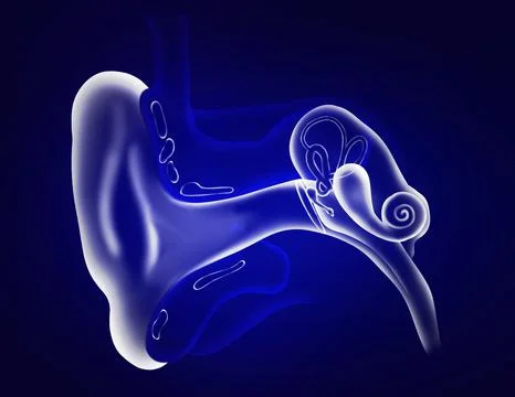 Anatomy of human ear on blue background. Illustration Stock Photos
