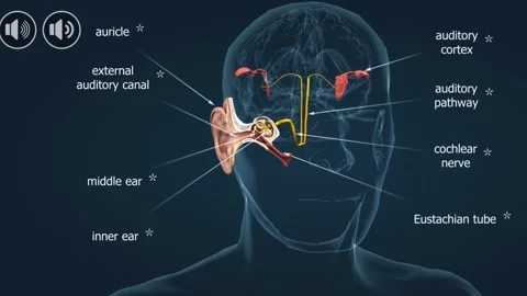 Anatomy of human ear Stock Footage 303227743