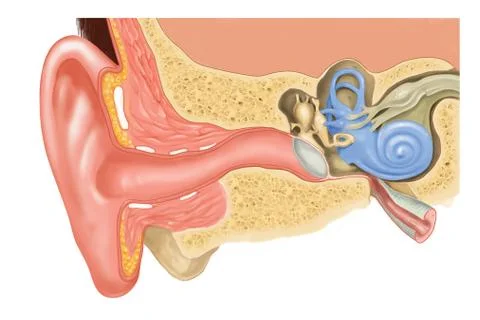 Anatomy of the human ear イラスト素材