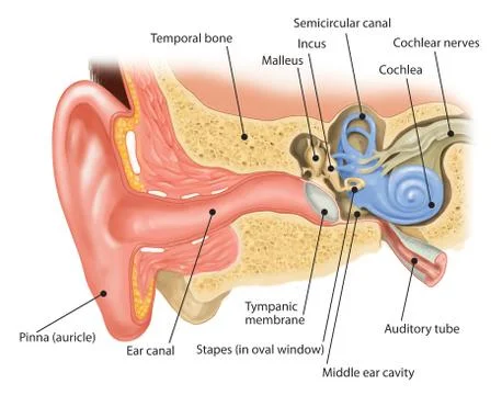 Anatomy of the human ear イラスト素材
