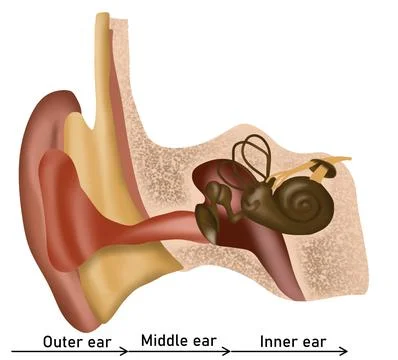 Anatomy of human ear on white background. Illustration Stock Illustration