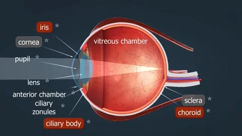 Anatomy of human eye Video stock 278609129