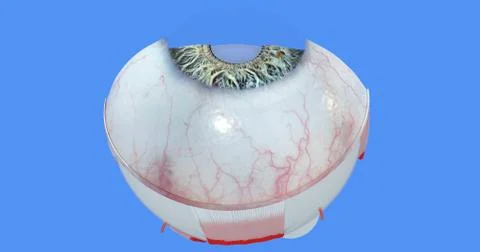 Anatomy of the Human Eye Stock Illustration