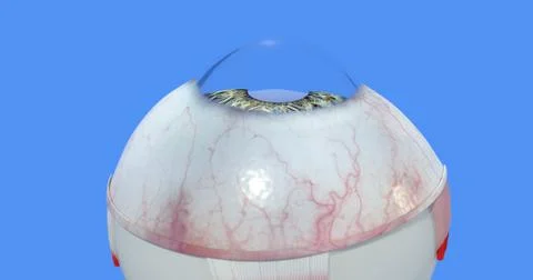 Anatomy of the Human Eye Stock Illustration