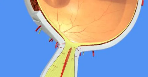 Anatomy of the Human Eye Stock Illustration