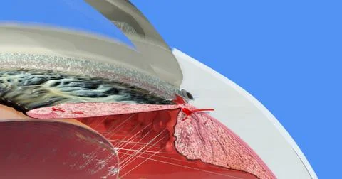 Anatomy of the Human Eye Stock Illustration