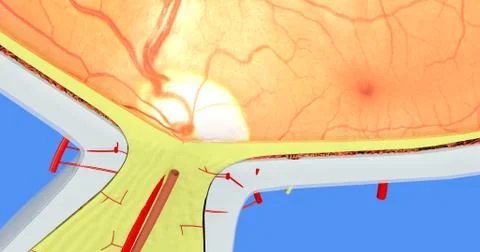 Anatomy of the Human Eye Stock Illustration