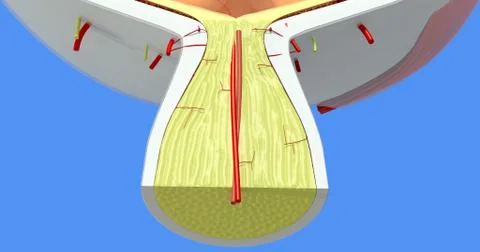 Anatomy of the Human Eye Stock Illustration