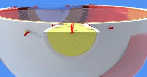 Anatomy of the Human Eye Stock Illustration