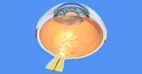 Anatomy of the Human Eye Stock Illustration