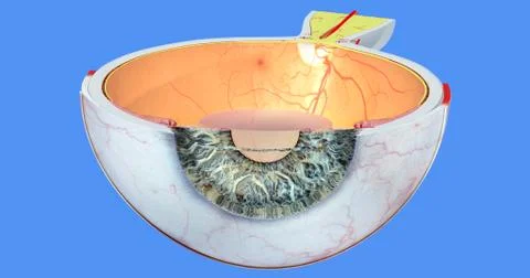 Anatomy of the Human Eye Stock Illustration