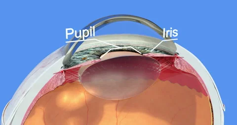 Anatomy of the human eye, part 2 Stock Footage 108385798