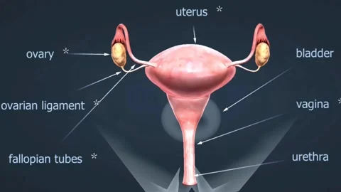 Anatomy of Human female reproductive sys... | Stock Video | Pond5