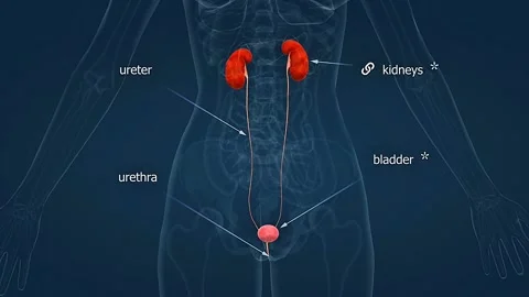 Anatomy of human female urinary system Stock Footage 308192456