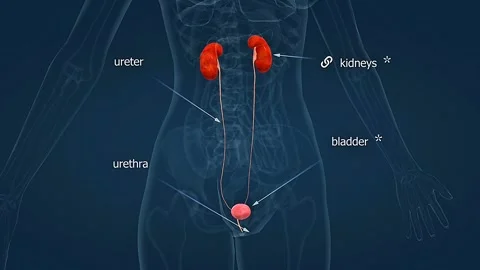 Anatomy of human female urinary system 3D animation Stock Footage 308192653
