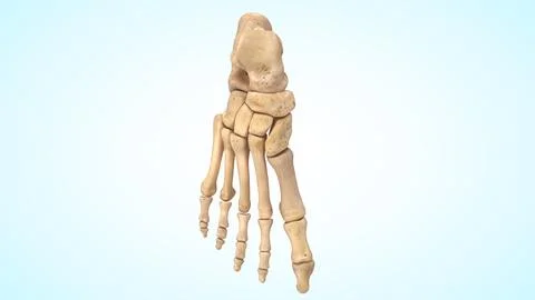 Anatomy of human foot bones 3d illustration Illustrazione stock