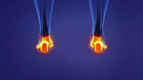 Anatomy of the human foot Illustration