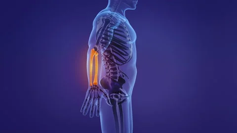 Anatomy of the human forearm Stock Footage 168858531