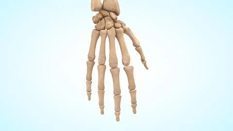 Anatomy of human hand bones 3d illustration Illustrazione stock