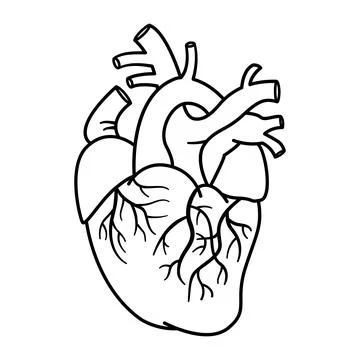 Anatomy of the Human Heart for Coloring. Vector Illustration of Heart with .. Stock Illustration