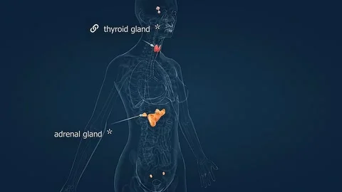 Anatomy of human hormonal system and glandular system Stock Footage 308193601