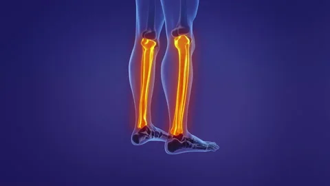 Anatomy of the human leg Stock Footage 168794233