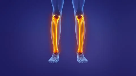 Anatomy of the human leg Ilustración de archivo