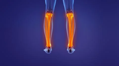 Anatomy of the human leg Ilustración de archivo