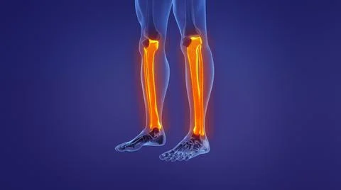 Anatomy of the human leg Ilustración de archivo