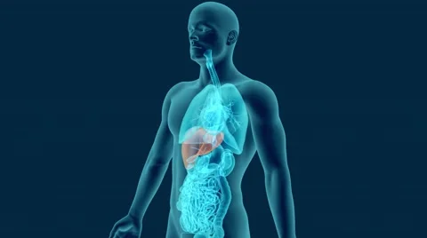 Anatomy of human liver with digestive organs in x-ray view 3d Video stock 63489511