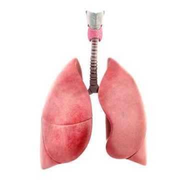 Anatomy of human lungs Stock Illustration