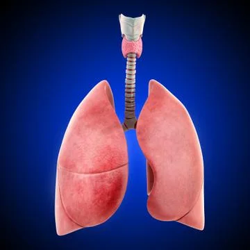 Anatomy of human lungs Illustrazione stock