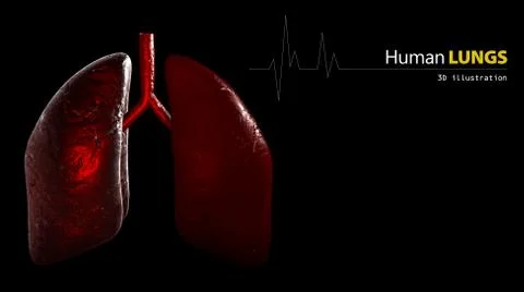 Anatomy of Human Lungs Stock Illustration