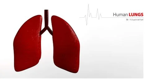 Anatomy of Human Lungs Stock Illustration