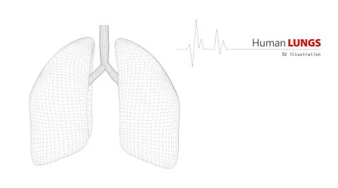 Anatomy of Human Lungs Stock Illustration