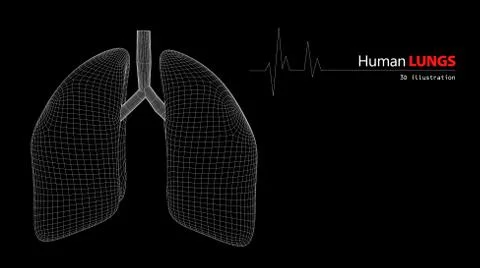 Anatomy of Human Lungs Stock Illustration