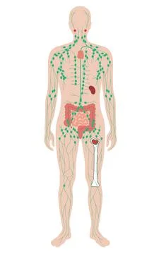 Anatomy of the Human Lymphatic System and Immune Organs Stock Illustration